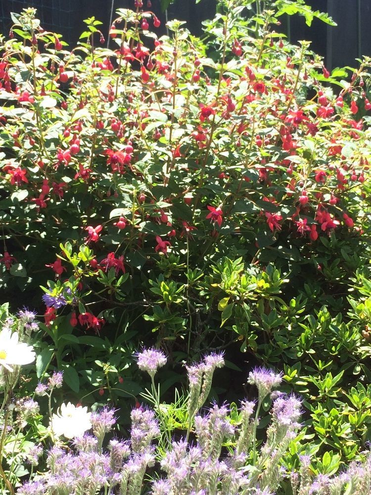 Garden Bed And Breakfast Christchurch Eksteriør billede