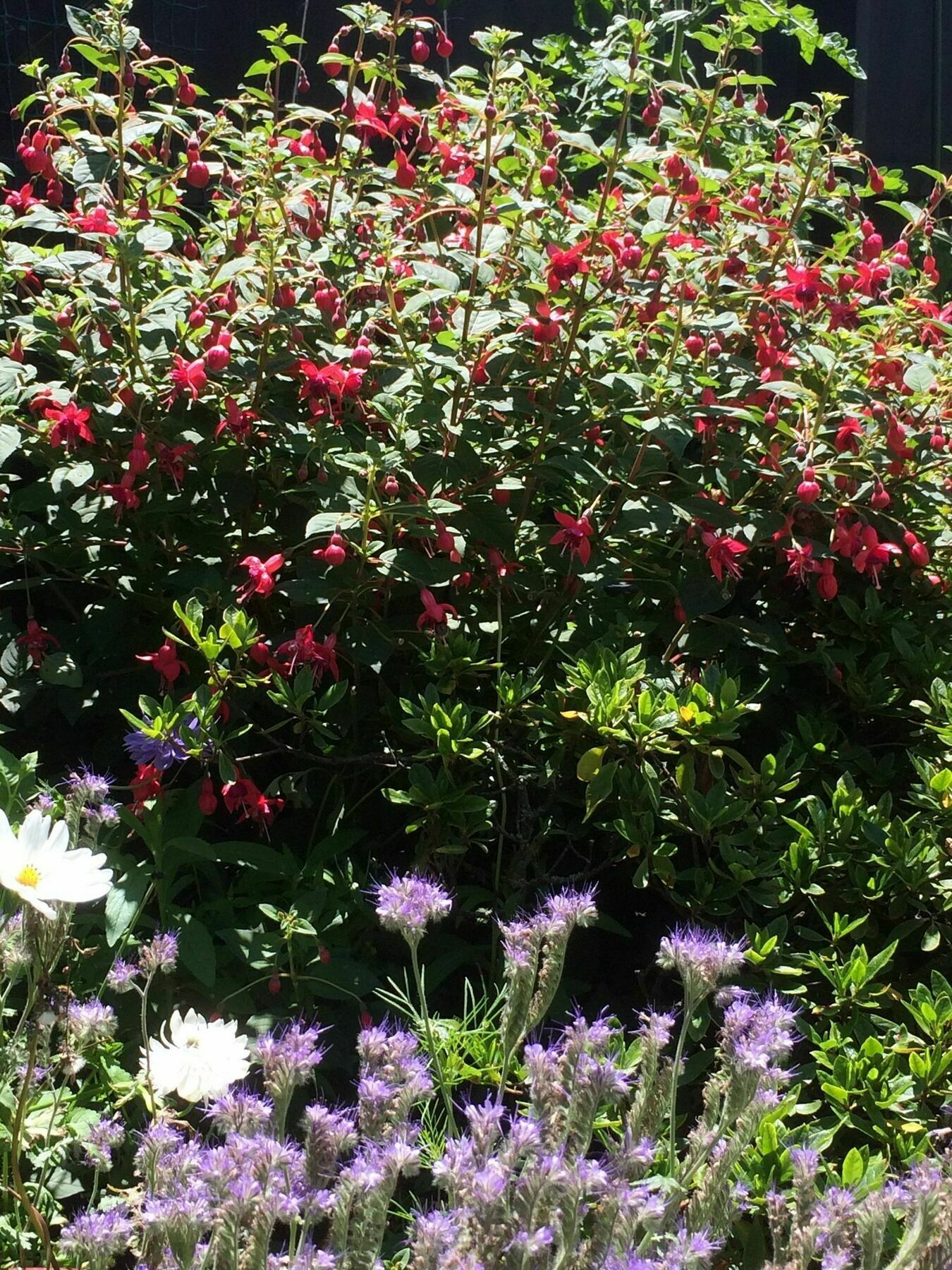 Garden Bed And Breakfast Christchurch Eksteriør billede